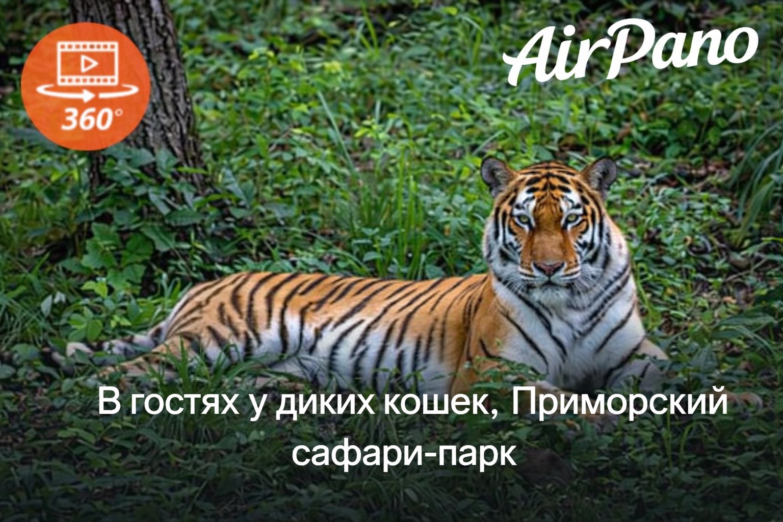В гостях у диких кошек